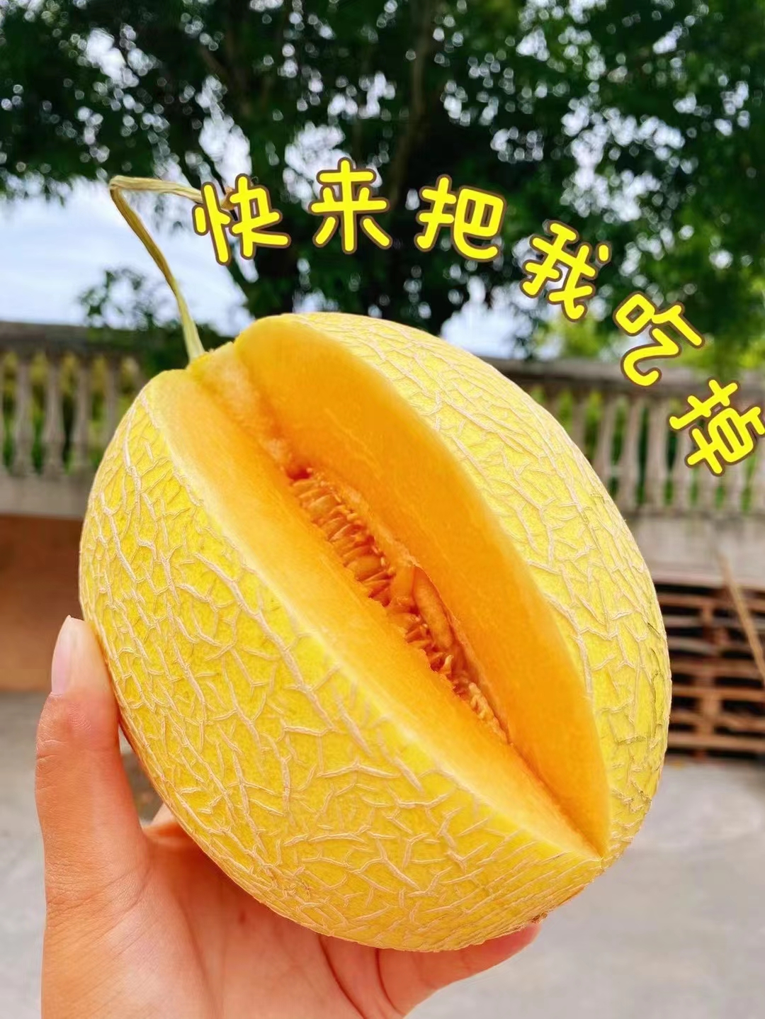 恐龙蛋蜜瓜来自5000公里外的甜蜜新疆恐龙蛋61蜜瓜0405粗糙的