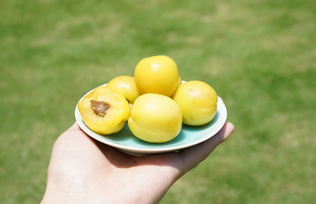 颠覆对杏认知的新疆小白杏果香馥郁柔软多汁