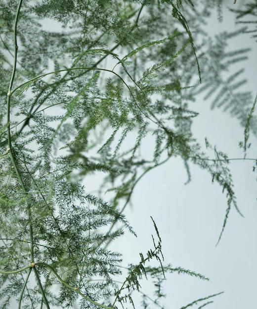 【飘逸灵动之美】文竹 若干枝/扎 商品图3