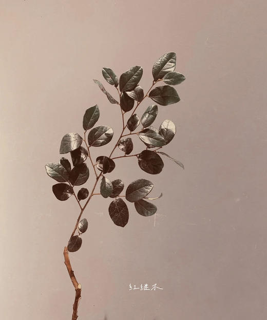 【相伴一生】红继木 若干枝/扎 商品图1