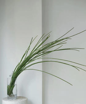 木贼  约10支/扎