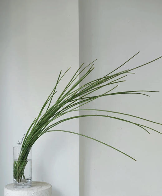 木贼  约10支/扎 商品图0