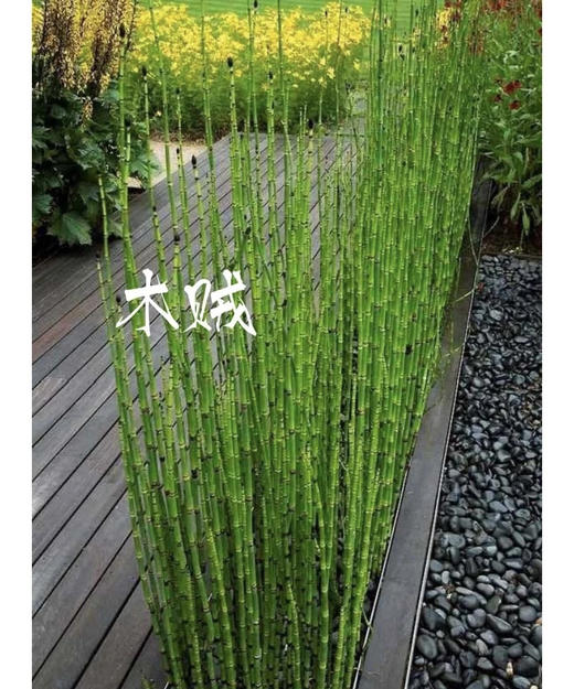 木贼  约10支/扎 商品图8
