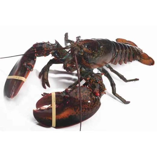 【惊喜拼团】-美丽市场-波士顿龙虾(生鲜350g一450g)可代宰杀 商品图1