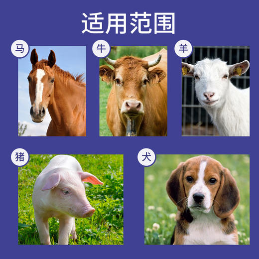 【买5送1】华畜兽用 安乃近注射液10支 麻疹红斑 解热镇痛 关节肿大 止痛退烧 马牛羊猪药 商品图2
