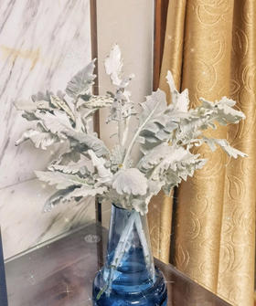 【收获】银叶菊  若干枝/扎