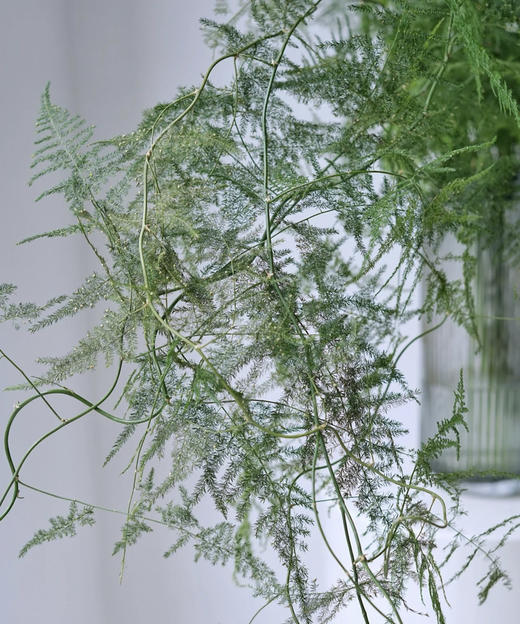 【飘逸灵动之美】文竹 若干枝/扎 商品图4