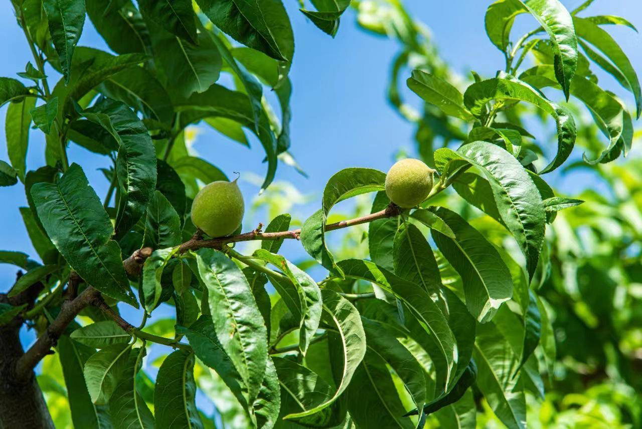 天津露天春雪蜜桃产自天津静海台头镇生态种植基地现摘发货