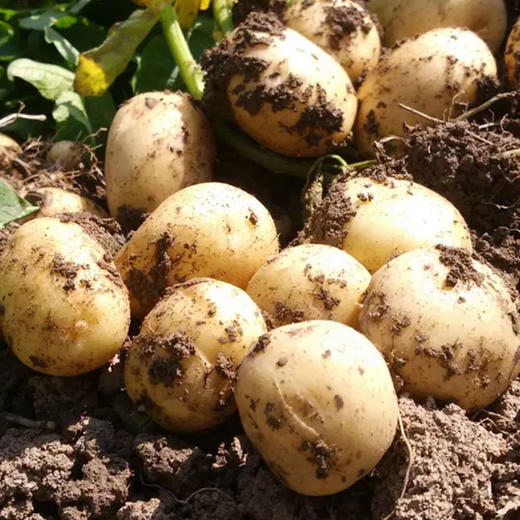 有机小土豆500g 欧盟认证京津冀满百包邮 商品图6