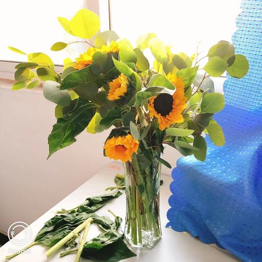 【晴天】中花向日葵6 尤加利大圆叶3小支 商品图2