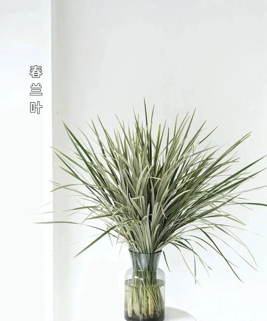 斑春兰，扎 商品图0