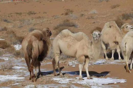 【有机认证】双国家地理标志产品 有机驼奶粉380g单罐装 100%驼奶含量 配料表只有驼奶生鲜乳 糖尿病人可喝 商品图2