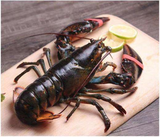 【惊喜拼团】-美丽市场-波士顿龙虾(生鲜350g一450g)可代宰杀 商品图0