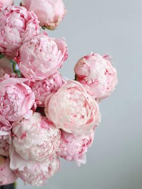 【周四秒杀】粉色萨拉8支59.8元