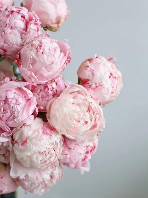 【周四秒杀】粉色萨拉8支59.8元 商品图0