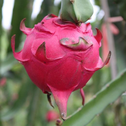 【广西红心火龙果】清甜新鲜 汁水充足 果肉软嫩顺滑 4.5斤装 商品图5