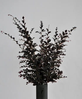 【相伴一生】红继木 若干枝/扎