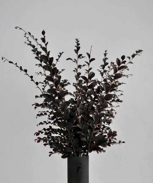 【相伴一生】红继木 若干枝/扎 商品图0