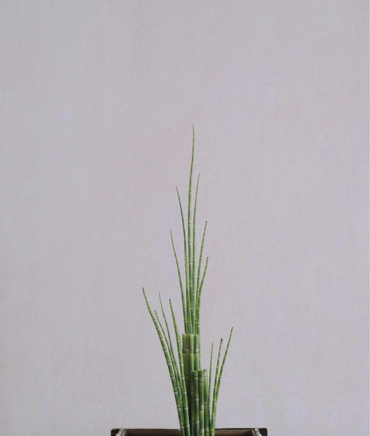 木贼  约10支/扎 商品图1