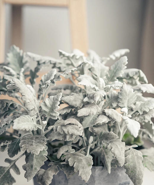 【收获】银叶菊  若干枝/扎 商品图4