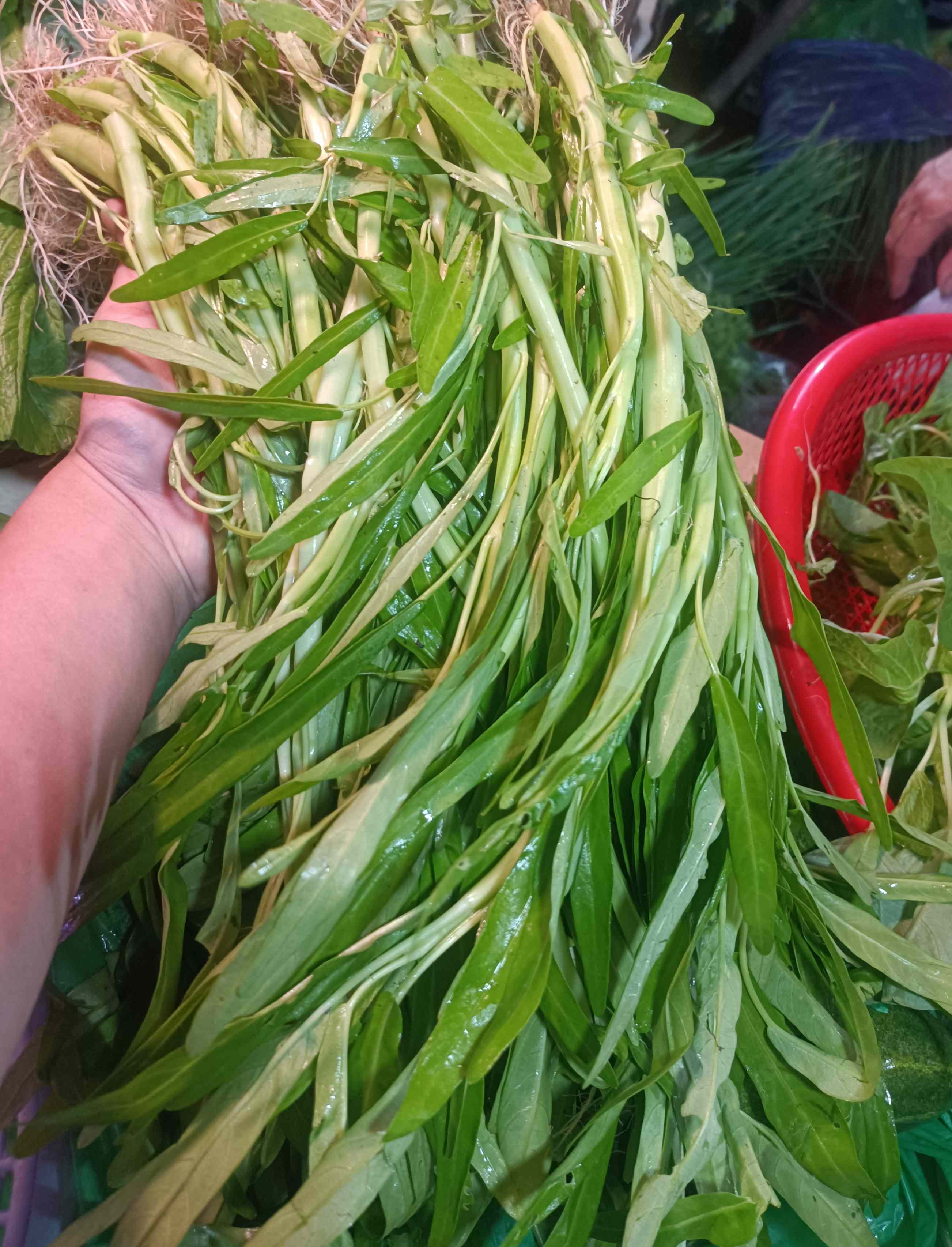 白应菜（空心菜）