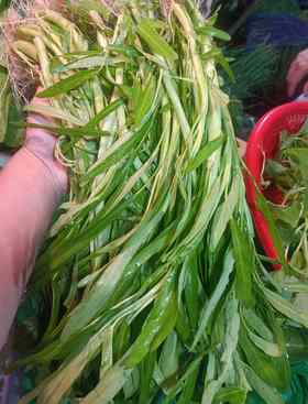 白应菜（空心菜）