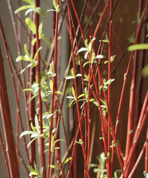 【长长久久】进口红瑞木  红柳枝   多规格（超长待机） 商品图2