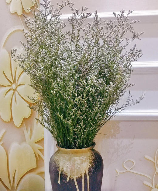 情人草约500克扎