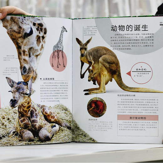 【阳光博客】DK动物园背后的故事 商品图4