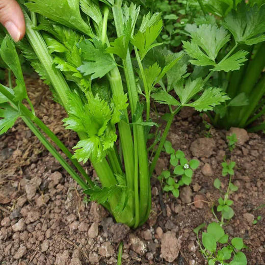 云南有机西芹 4.5斤 商品图7