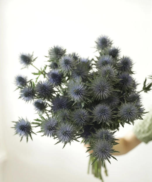 【荷兰进口】 大刺芹 5枝/扎 - 南粤floever鲜花量贩