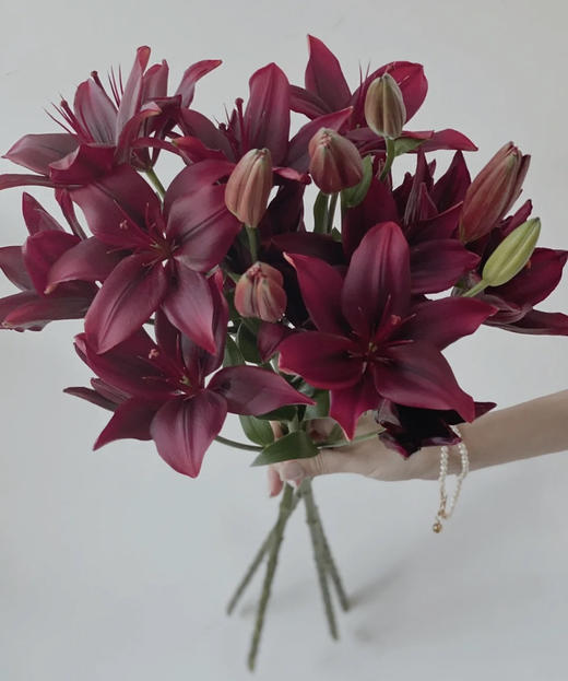 精品亚百合黑宝石多头5枝扎半开