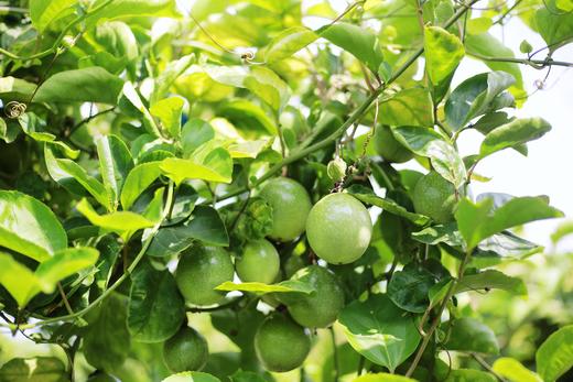 红夫人商城 海南空运 小香蜜罐 钦蜜九号 百香果 约4.5斤/箱. 商品图3