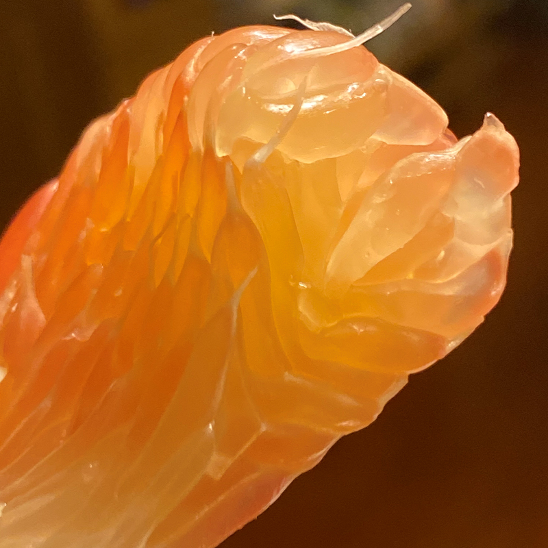 泰国pomelo金柚ick的太贵了这个泰柚也不错果肉细致柔滑有弹性一吃就