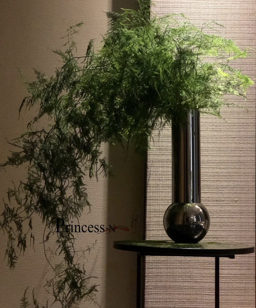 【飘逸灵动之美】文竹 若干枝/扎