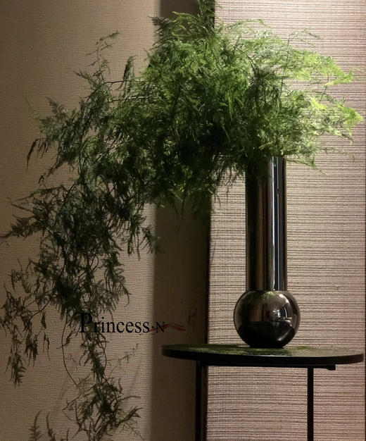 【飘逸灵动之美】文竹 若干枝/扎 商品图0