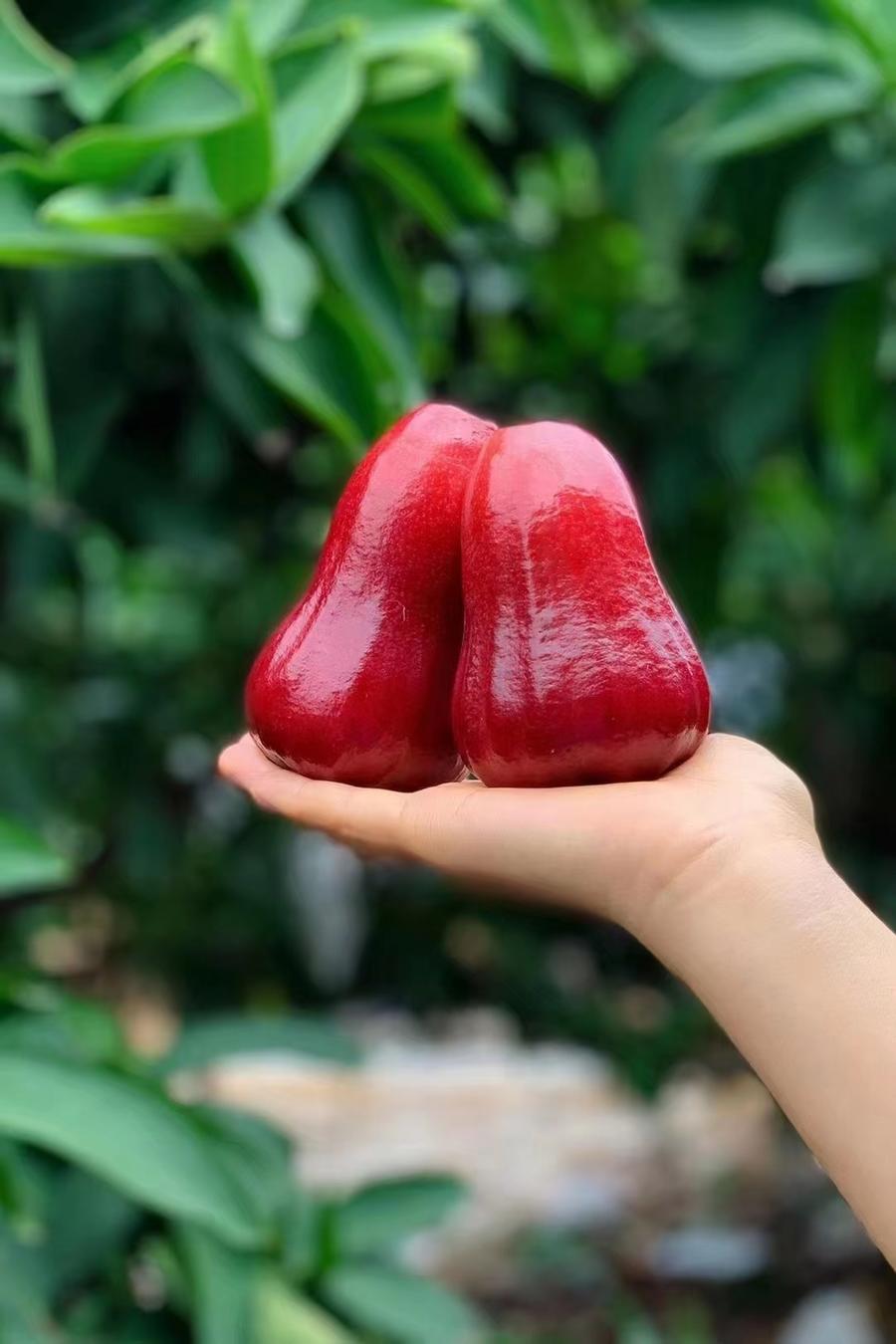 台湾莲雾 甜度高~ 水分多~ 多汁无核~ 清甜可口~ 一个莲雾八杯水!