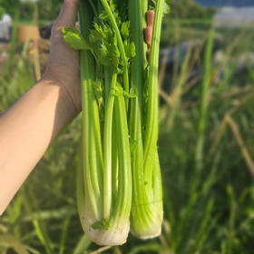 云南有机西芹 4.5斤