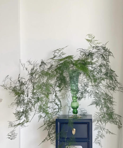 【飘逸灵动之美】文竹 若干枝/扎 商品图2