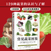 常见蔬菜图鉴 商品缩略图1