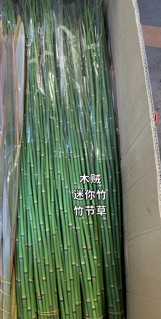 木贼  约10支/扎 商品图7