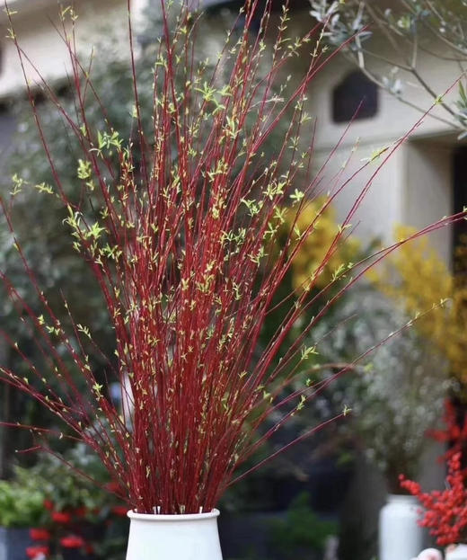 【长长久久】进口红瑞木  红柳枝   多规格（超长待机） 商品图1