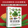 野菜图鉴 商品缩略图1