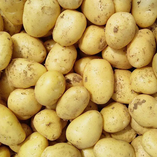 有机小土豆500g 欧盟认证京津冀满百包邮 商品图5