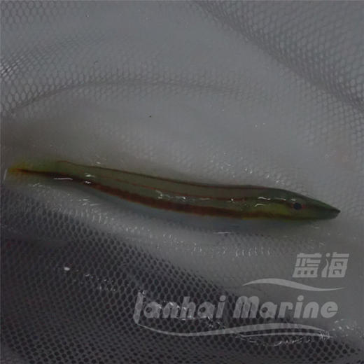 红间铅笔龙 商品图5