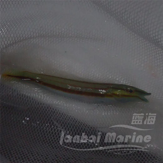 红间铅笔龙 商品图7