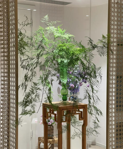 【飘逸灵动之美】文竹 若干枝/扎 商品图1