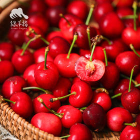 生态四川小金樱桃 |合作生产* Ecological  cherry ｜Coproducted