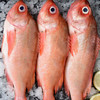 野生红石斑鱼 500-600g /袋 （原料产地： 挪威) 商品缩略图2