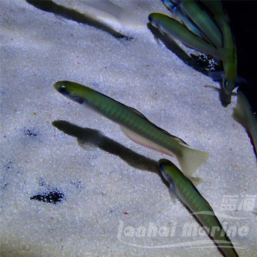 斑节喷射机 商品图8